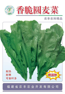 Crispy RL (Lettuce)