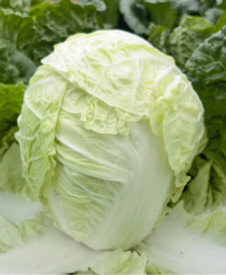 NF-YL06 (Chinese Cabbage)